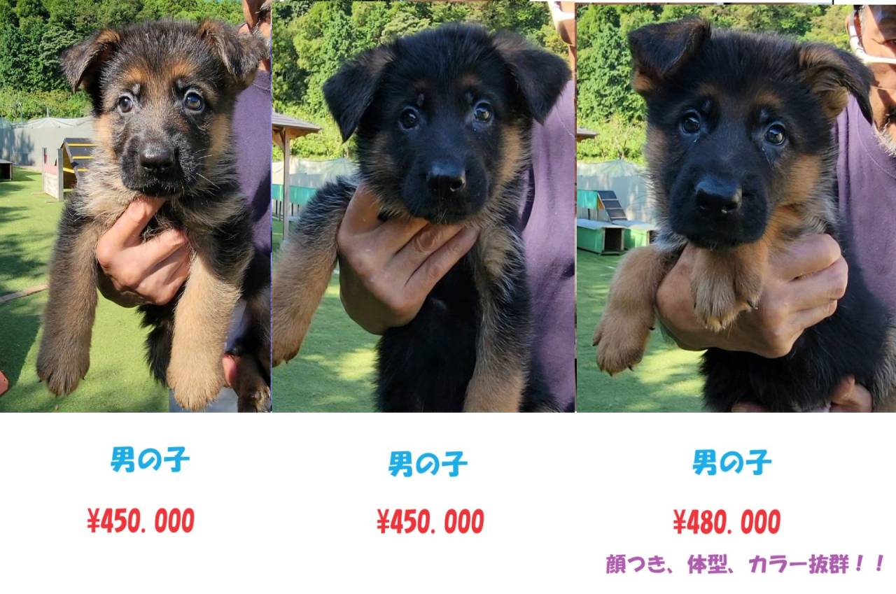 2024．07.01 生まれ ジャーマンシェパードのご紹介 | ブログ | 埼玉