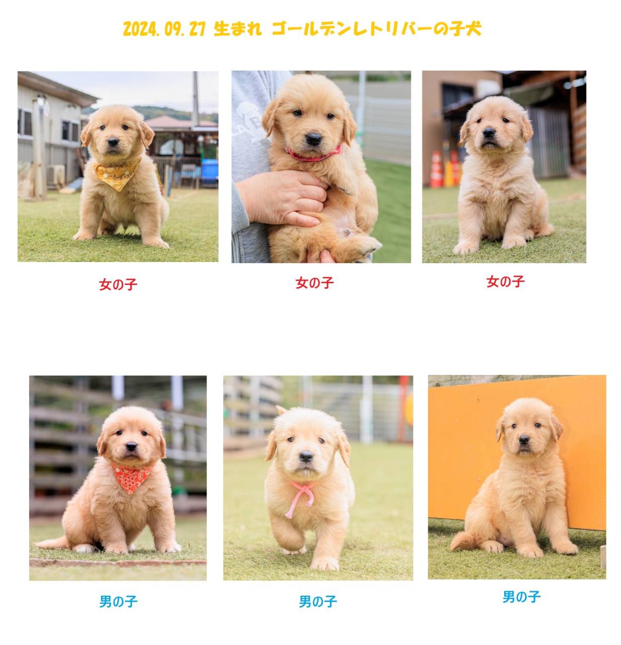2024．09.27 生まれ ゴールデンレトリバーのご紹介 | ブログ | 埼玉県