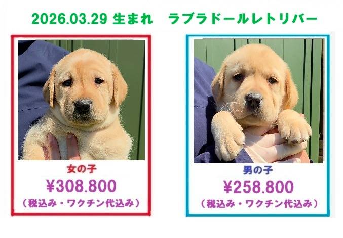 2026.3/29.4/1 生まれ ラブラドールレトリバーの子犬の販売を開始しま