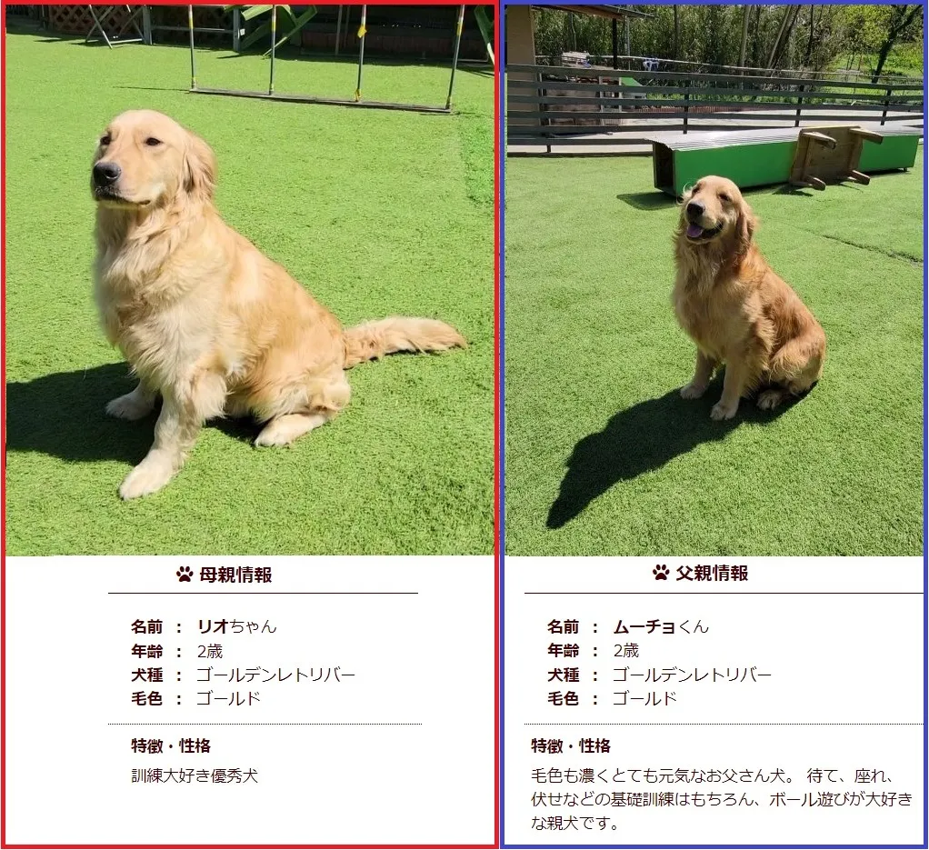 両親犬の紹介