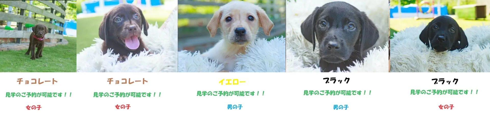 2024．07.27　生まれ  ラブラドールレトリバーの子犬のご紹介