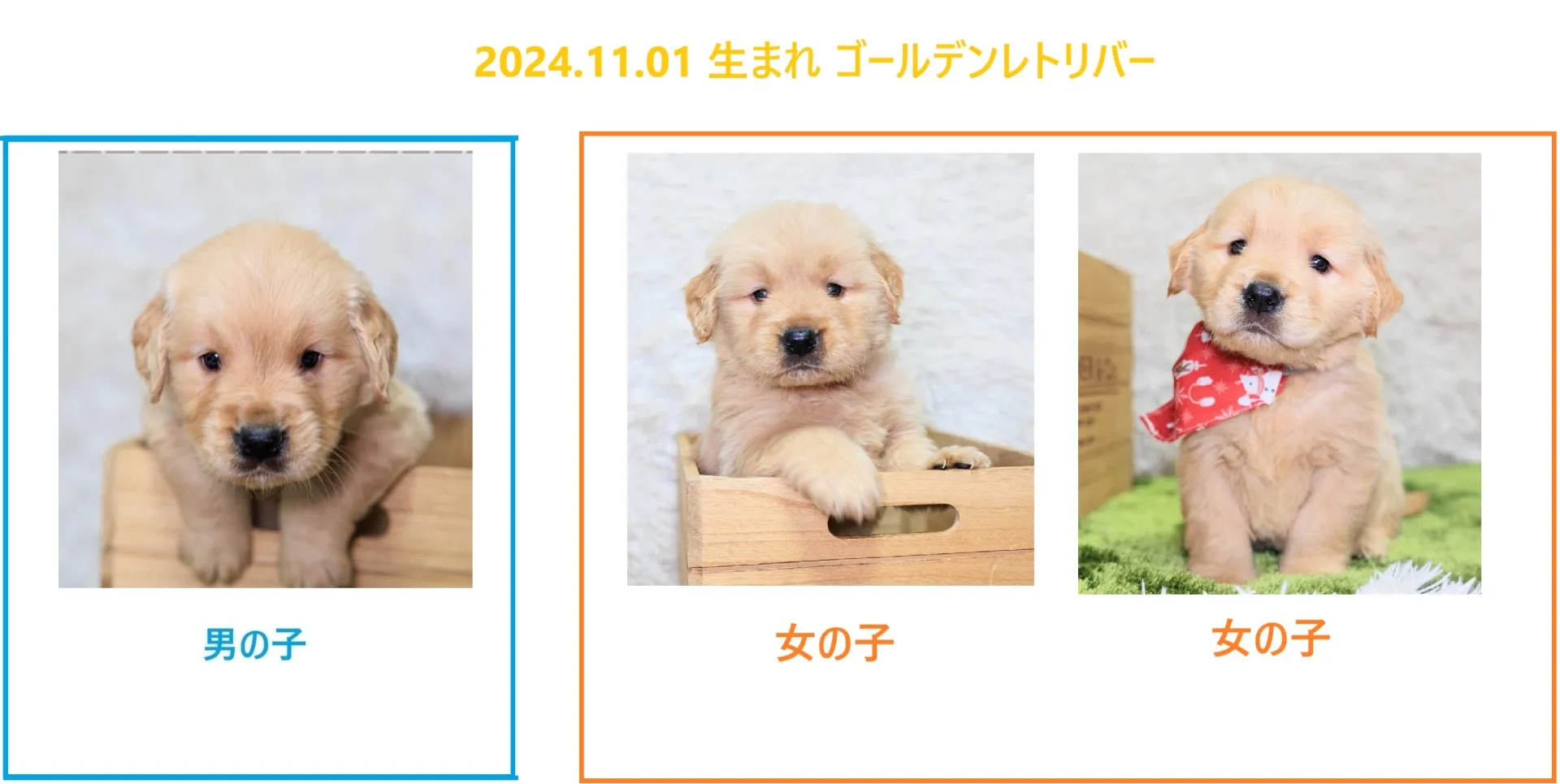 2024.11.01 生まれゴールデンレトリバーの子犬の販売を開始しました！！