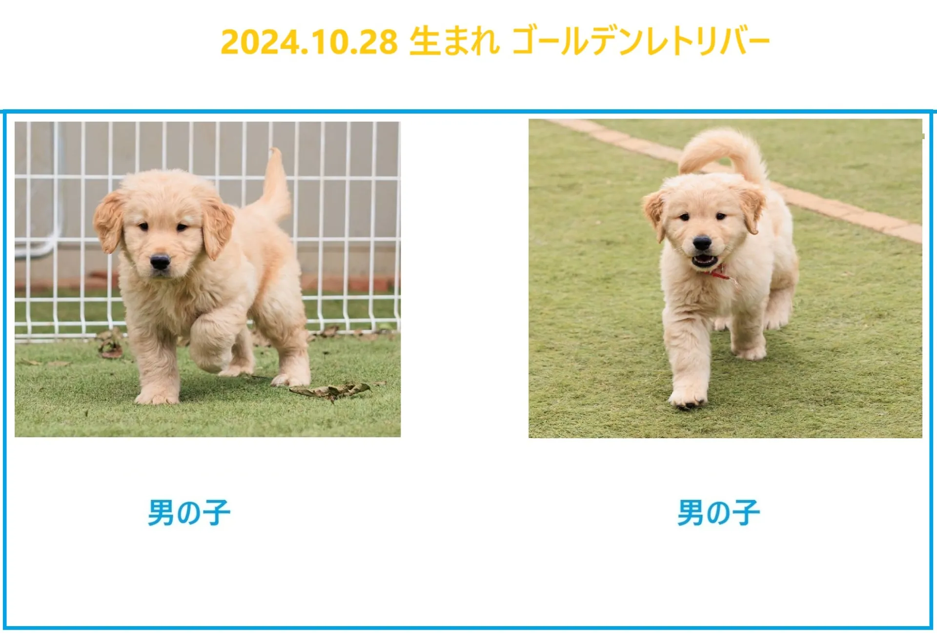 2024.10.28 生まれゴールデンレトリバーの子犬の販売を開始しました！！