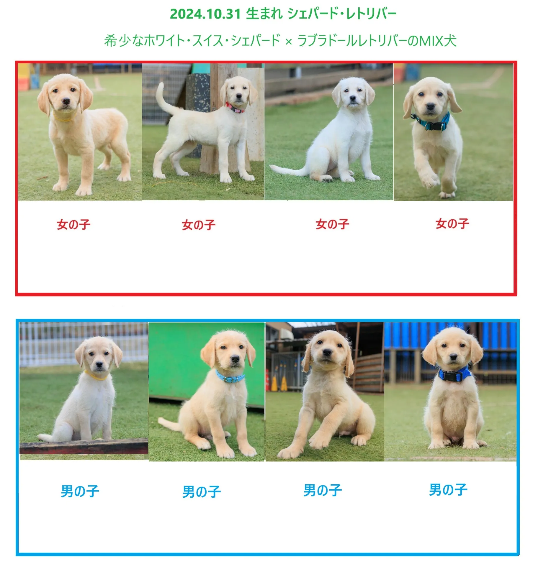 シェパード・レトリバーの子犬の販売を開始しました