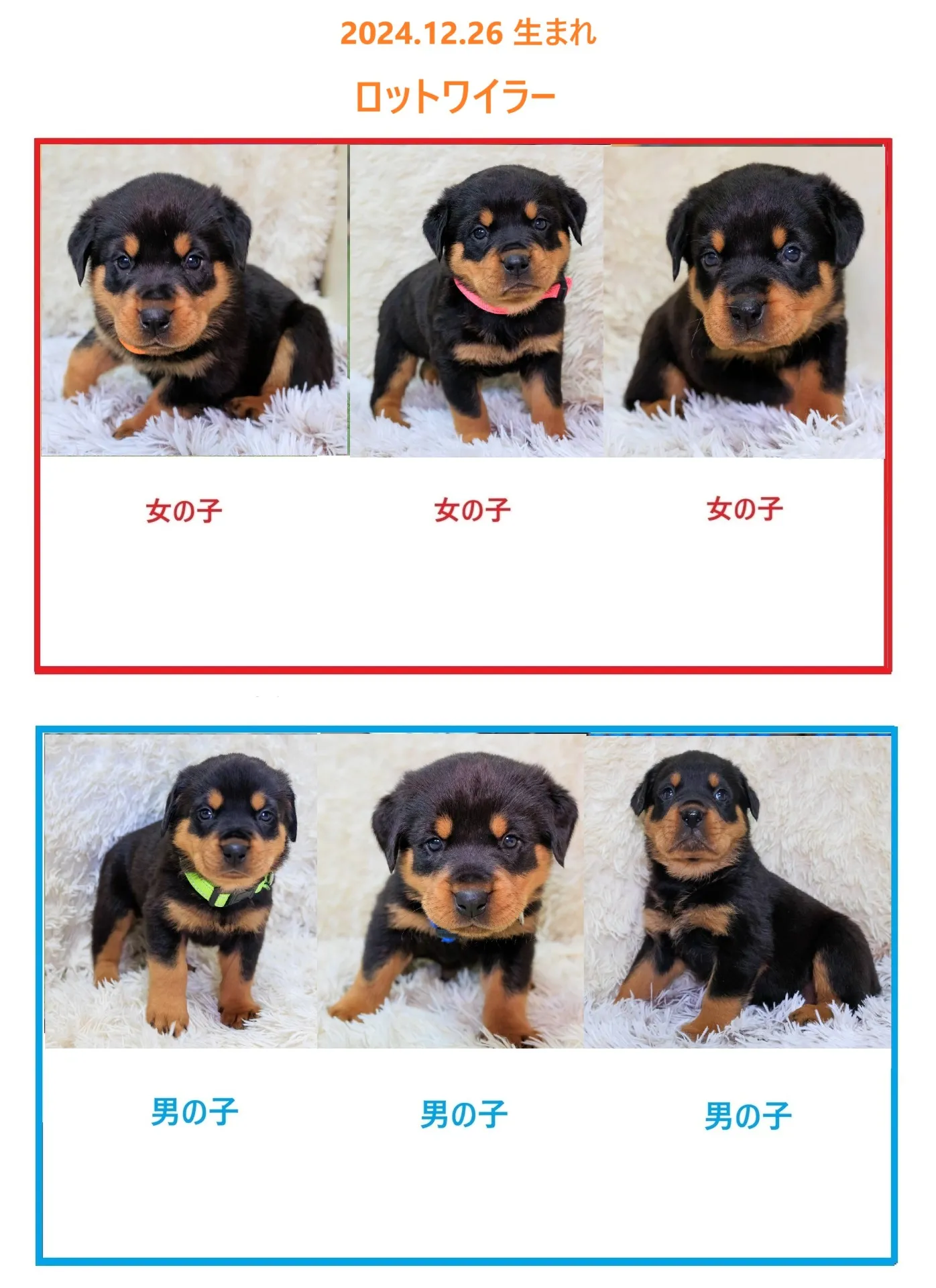 ロットワイラーの子犬の販売を開始しました！！