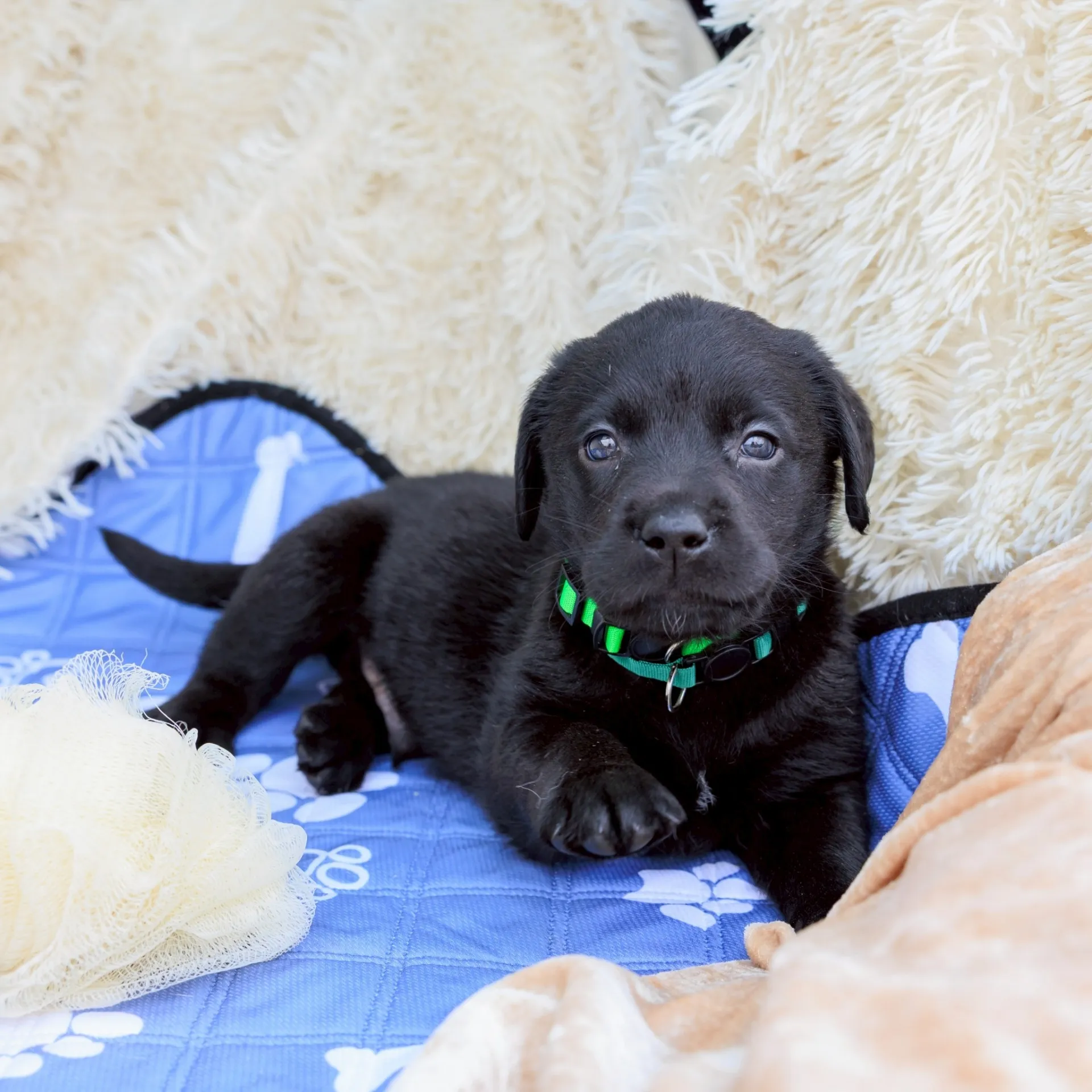 ラブラドールレトリバー（男の子）