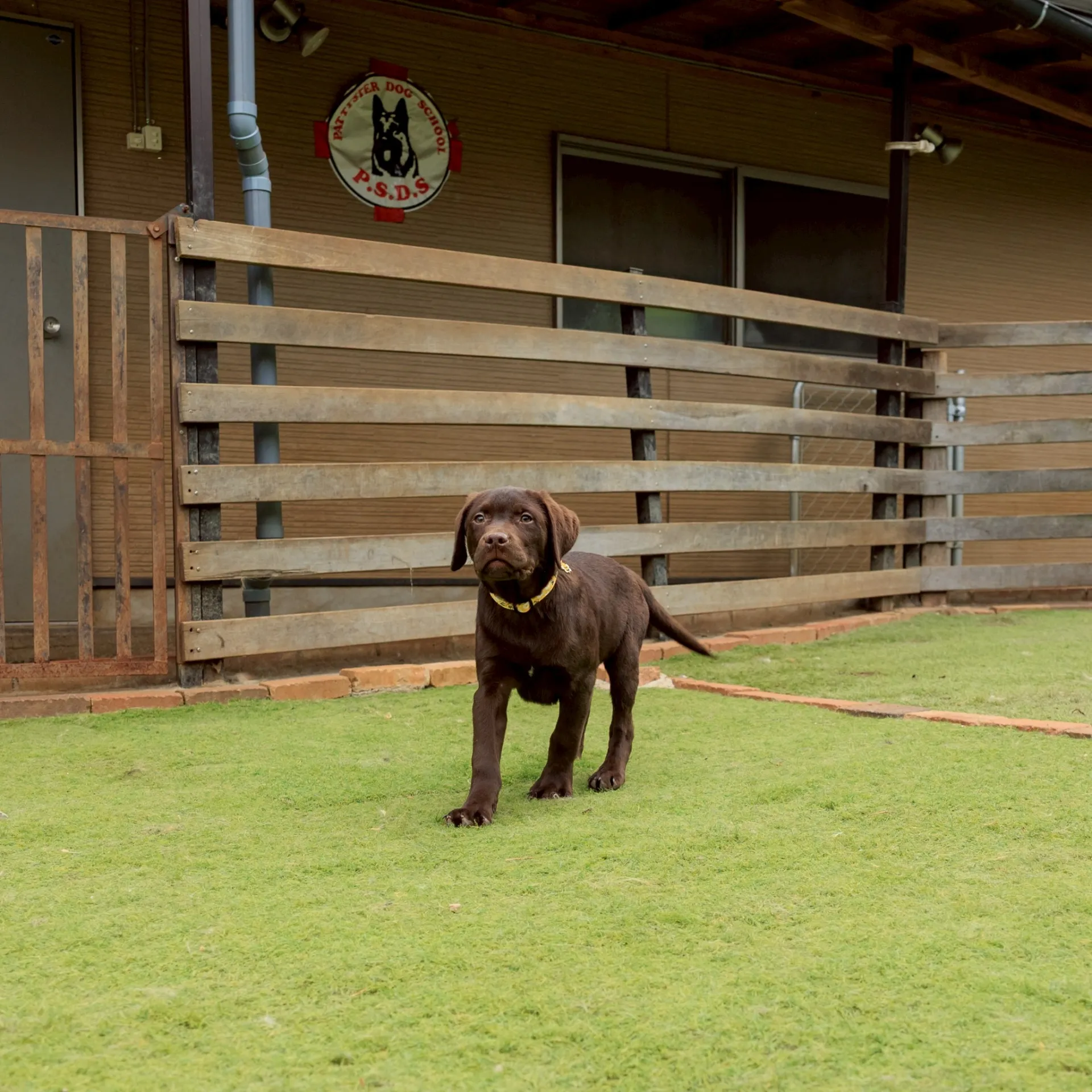 ラブラドールレトリバー（男の子）