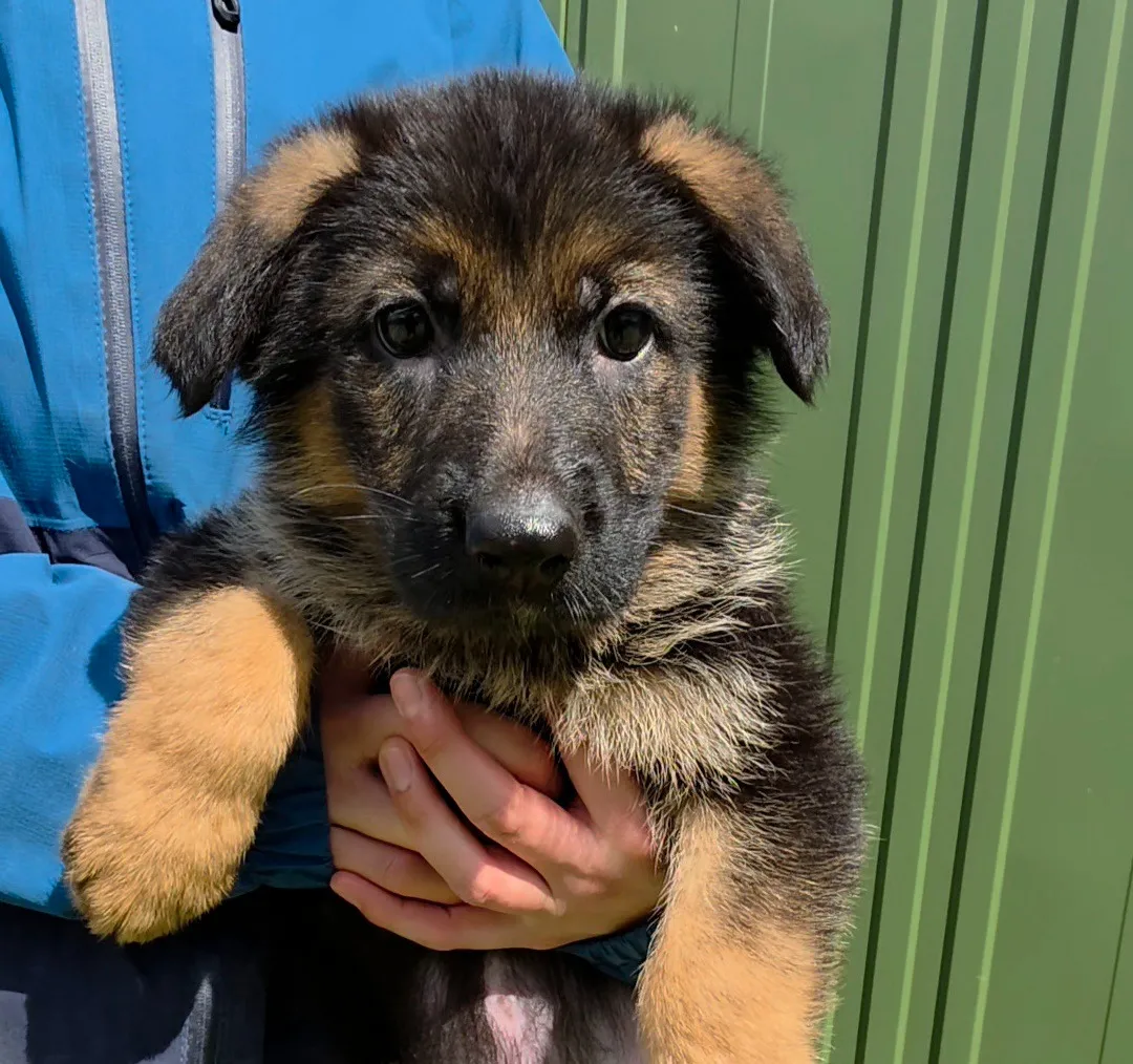 ジャーマンシェパード（女の子）