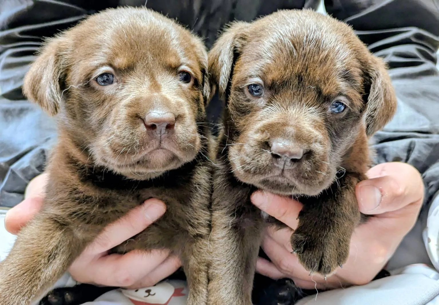 2026.04.01 生まれ ラブラドールレトリバーの子犬が産まれました！！